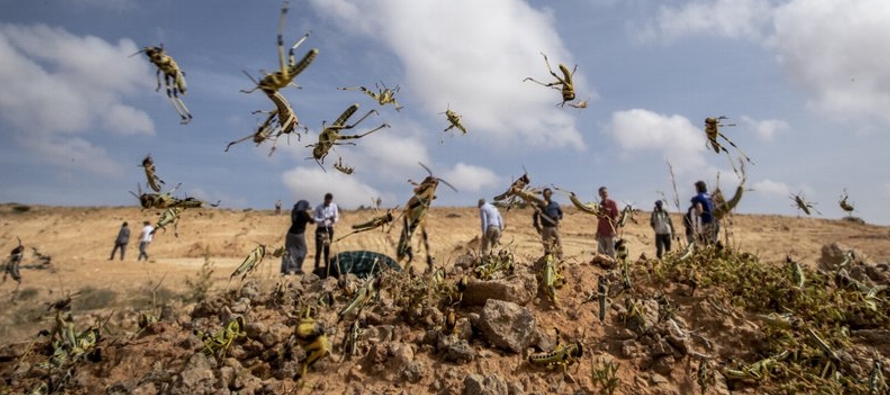 La plaga de langostas más grave en el África oriental en los últimos 70...