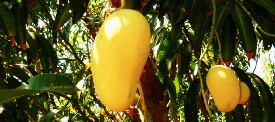 El mango ataulfo tiene una pulpa dulce, es baja en fibra, muy jugosa, mantecosa, baja en acidez y...