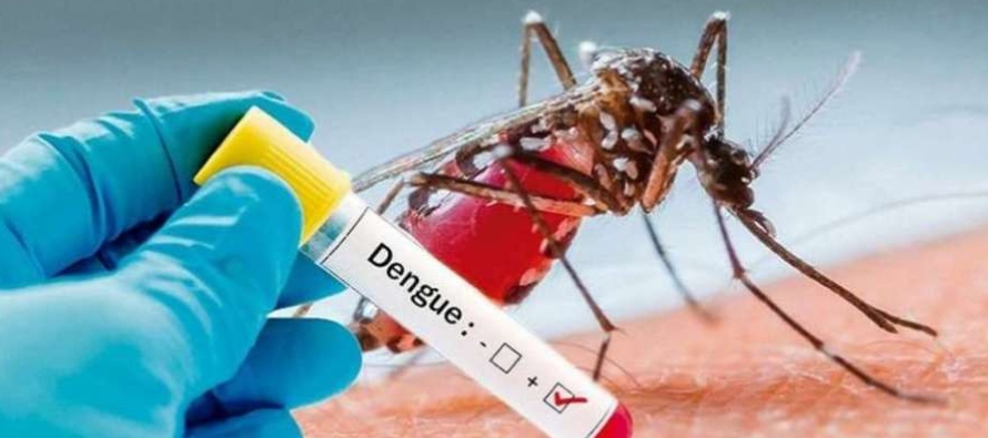 El dengue es endémico en Argentina, Brasil y Paraguay. En ese último país, las...
