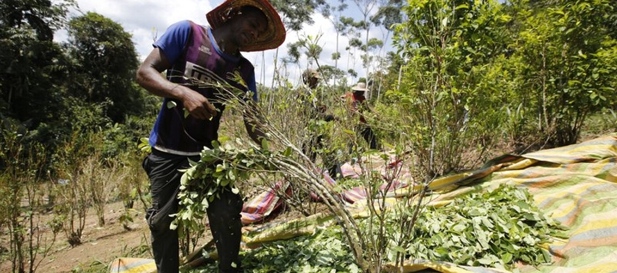 El cultivo de coca alcanzó las 212,000 hectáreas (unos 524,000 acres) el año...