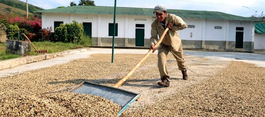 Las exportaciones de café de Colombia totalizaron 903,000 sacos en marzo, un 21% por debajo...