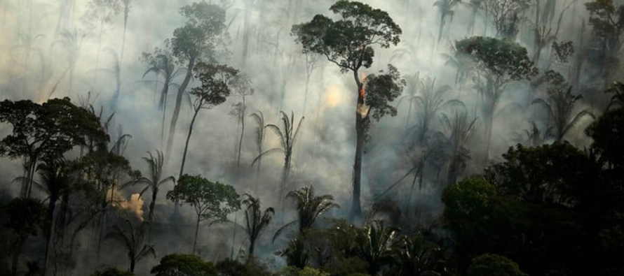 La deforestación de la Amazonía alcanzó un máximo de 11 años el...