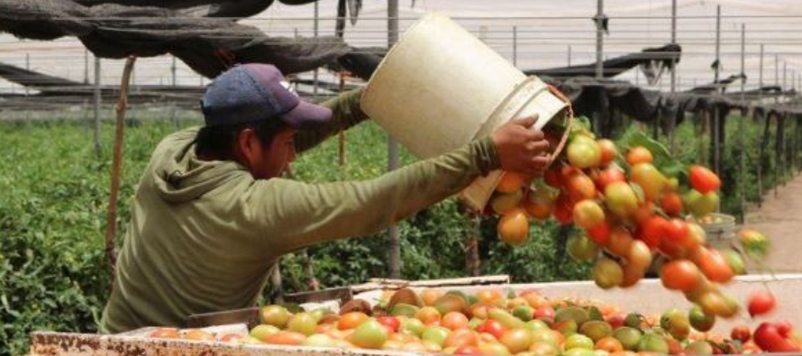 Imagen de archivo. Un trabajador carga un tailer con tomates recién cosechados en Campo...