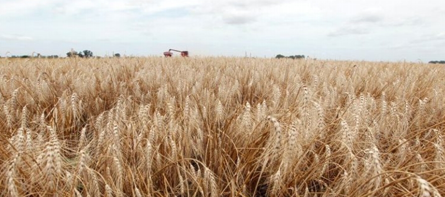 Argentina es uno de los principales exportadores mundiales de trigo y la siembra del cereal de la...