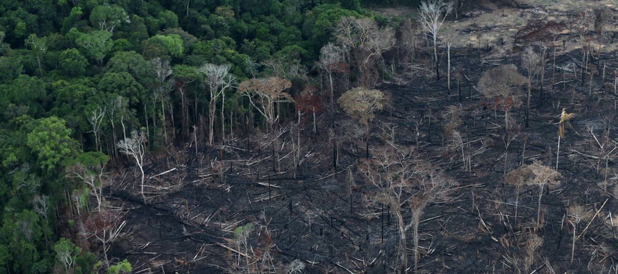 En los primeros cuatro meses del año, la deforestación del Amazonas creció un...