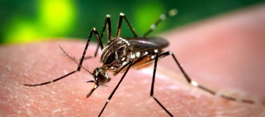 El dengue -llamado coloquialmente fiebre rompehuesos por el fuerte dolor articular que causa- es...