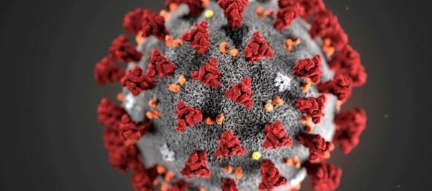 Las pruebas de vacunas experimentales para el coronavirus en animales lograron reducir la carga...
