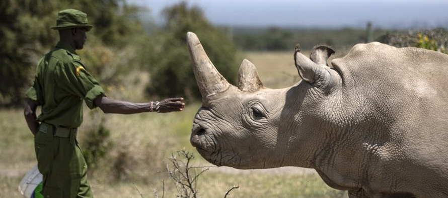 La tarea innovadora de evitar la extinción de la subespecie del rinoceronte blanco del norte...
