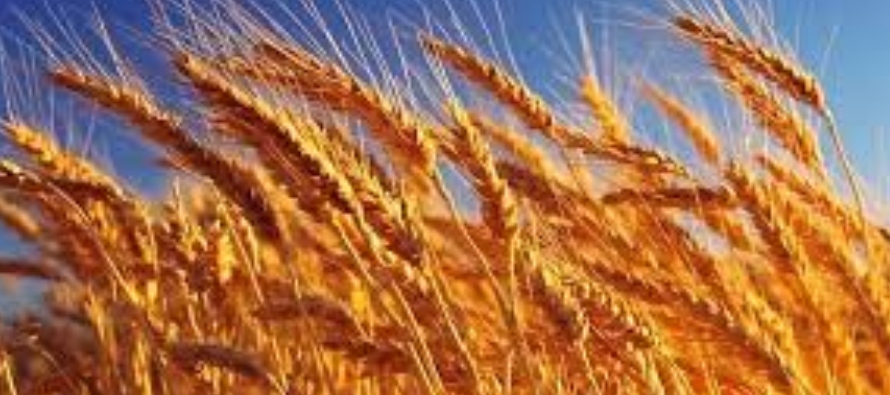 Argentina es un exportador mundial líder de trigo y la Bolsa prevé que se...