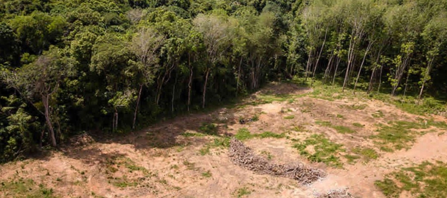 Así, surgieron nuevos focos de deforestación, como en el Estado de Pará, que...