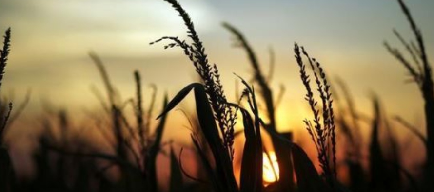 La BCBA estimó el mes pasado la cosecha de trigo de Argentina en un récord de 21...