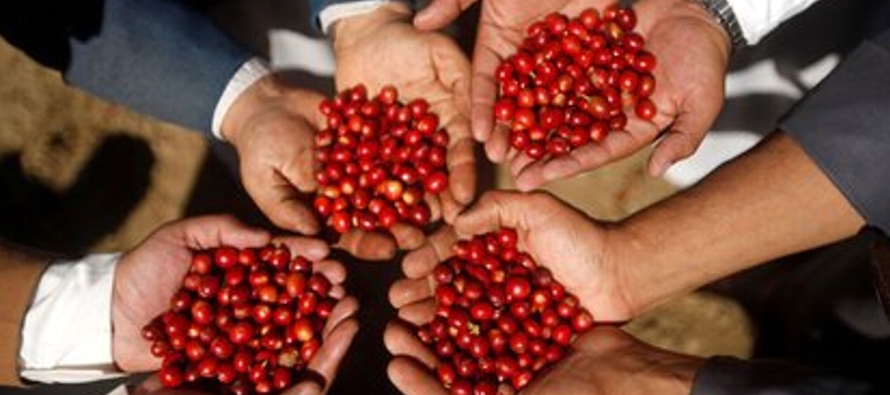 Las exportaciones de café arábiga totalizaron 6,43 millones de sacos en mayo, con un...