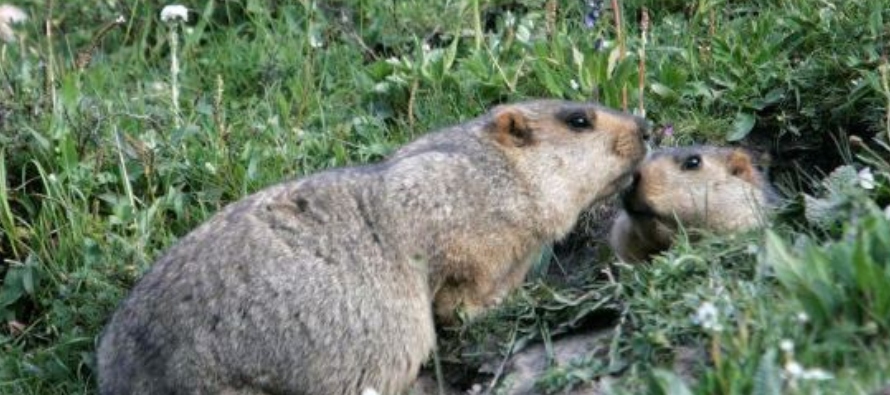 La región china prohibió la caza y consumo del gran roedor y pidió a la gente...