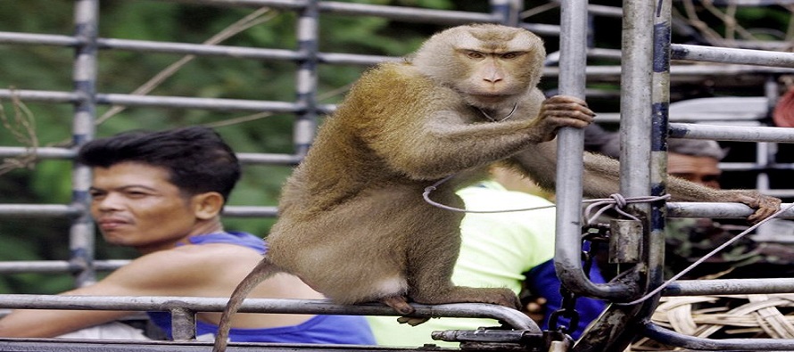 PETA dijo que una investigación clandestina en ocho plantaciones tailandesas...