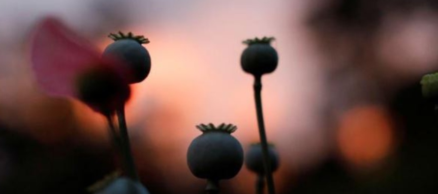 “La caída del 27% en el cultivo de amapola mexicana en 2019 se acompaña de una...