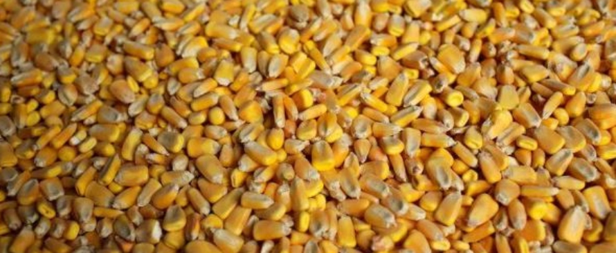 Los futuros del maíz para diciembre llegaron a mínimos para el contrato.