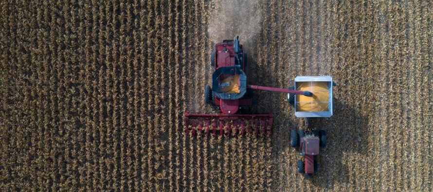 En su reporte de agosto, el USDA pronosticó que la producción de maíz...
