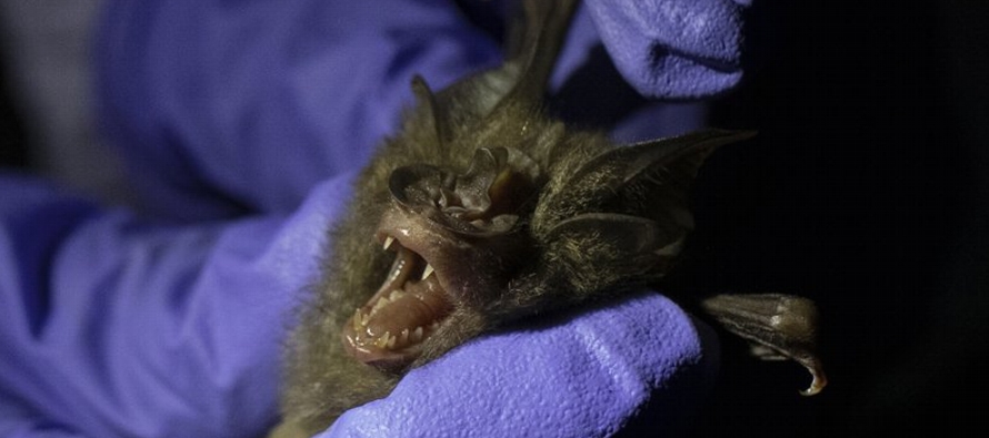 Los estudios iniciales apuntan a los murciélagos como la fuente del virus que ha contagiado...