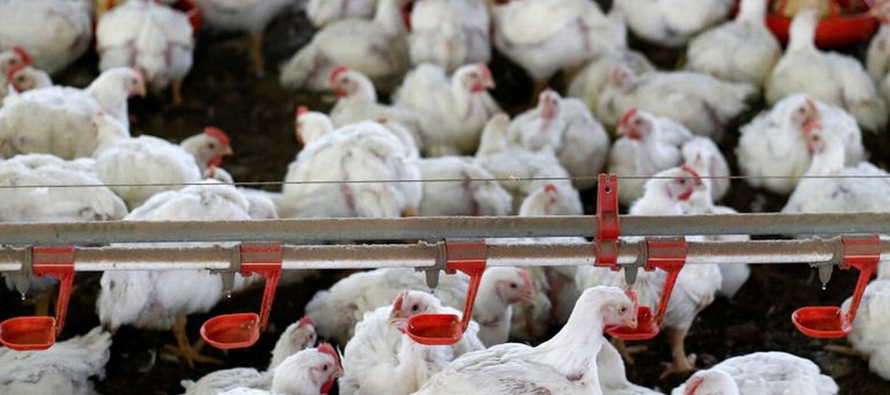 Las autoridades de la ciudad de Shenzhen identificaron el pollo como originario de una planta...