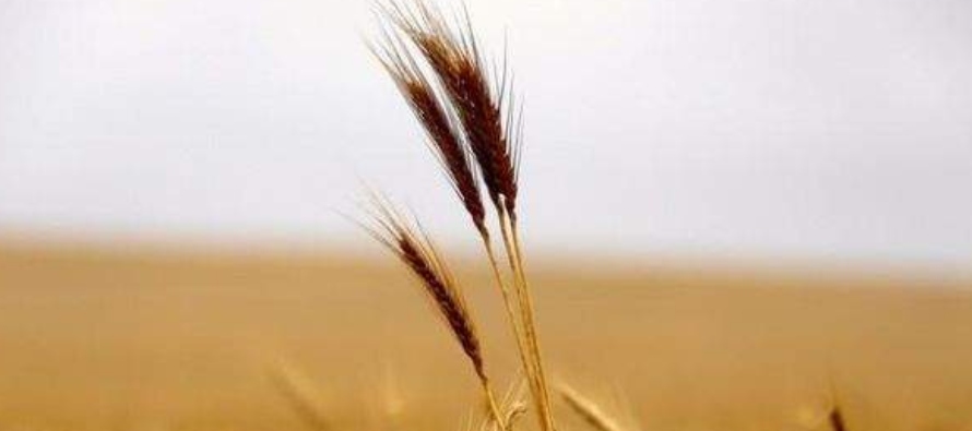 En su reporte semanal de cultivos, la Bolsa explicó que las bajas temperaturas pueden haber...