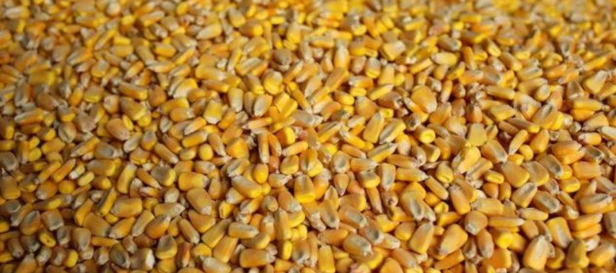  El trigo escaló un 7% en la semana, su mayor alza para el período en seis semanas.