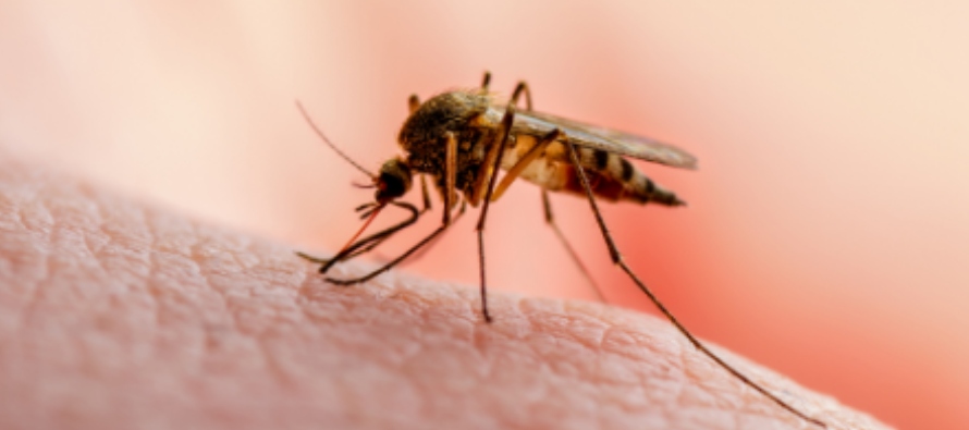 No. Aunque pueden propagar algunas enfermedades, especialmente la malaria, los expertos afirman que...