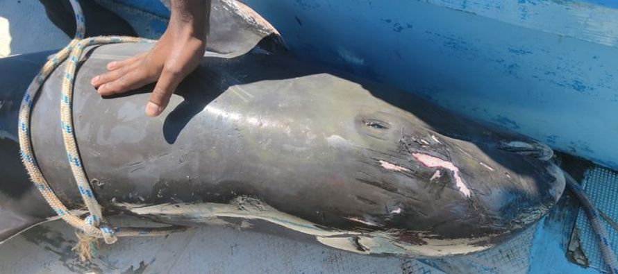 Los delfines han estado apareciendo muertos en un área afectada por un derrame de...