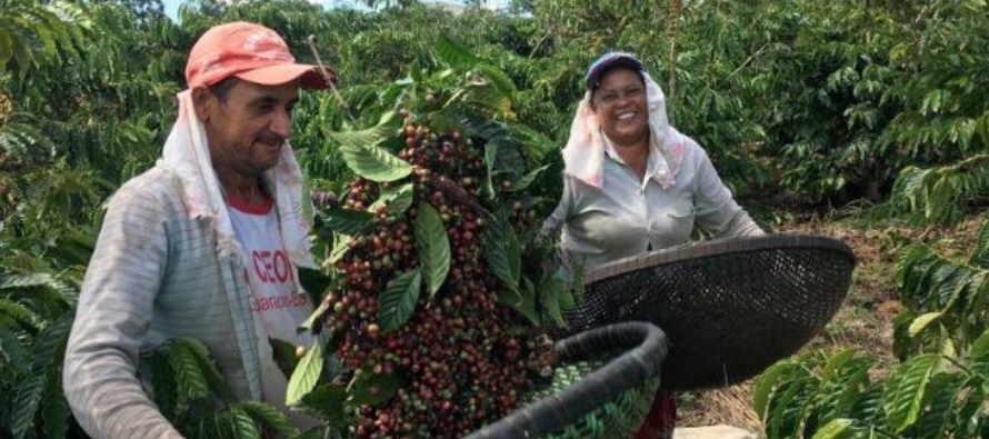 La OIC aún ve que pese a la pandemia el consumo mundial de café aumentará un...