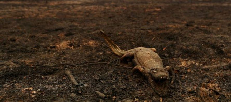 Este incendio es uno de los miles que azotan este año al Pantanal brasileño, el...