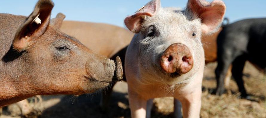 Los precios del cerdo alemán al por mayor cayeron un 14% el viernes después de que se...