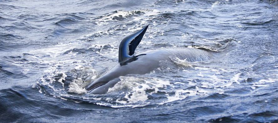 Los equipos de rescate encontraron 20 de las ballenas aún con vida en el cuarto día...