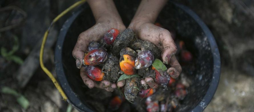 Malasia e Indonesia producen un 85% de la oferta mundial del aceite de palma, una industria que...