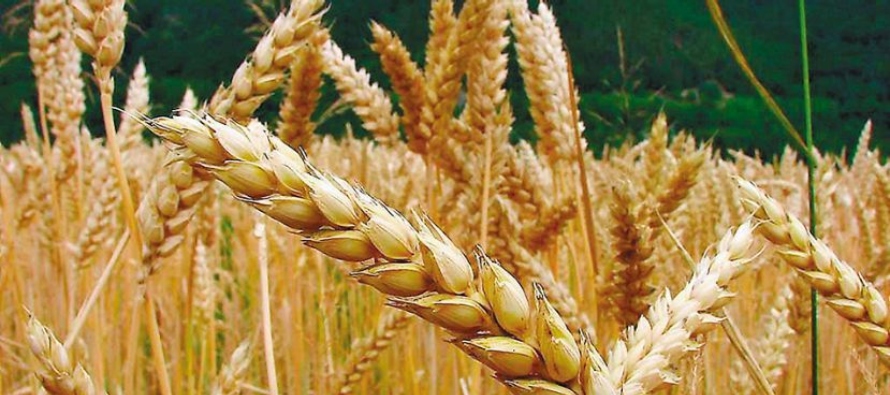 Los productores argentinos ya finalizaron la siembra del trigo, con una superficie final de 6,5...