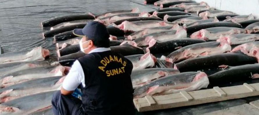 El lote de tiburones, de los que sólo quedaban sus troncos, fue hallado en cámaras...