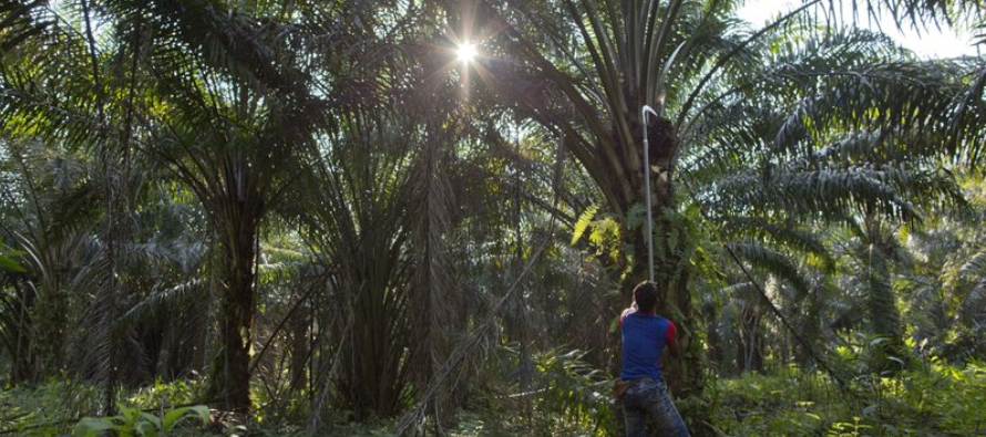 FGV es una de las empresas de aceite de palma más grandes del mundo y está...