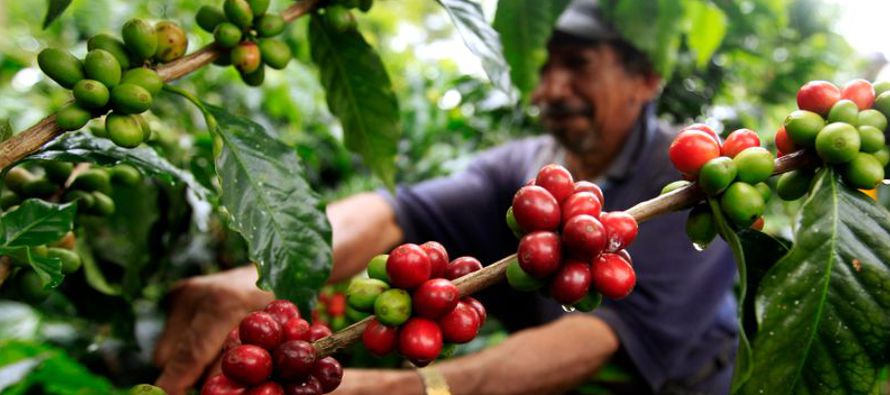 Las exportaciones de café del país, el primer productor mundial de arábigo...