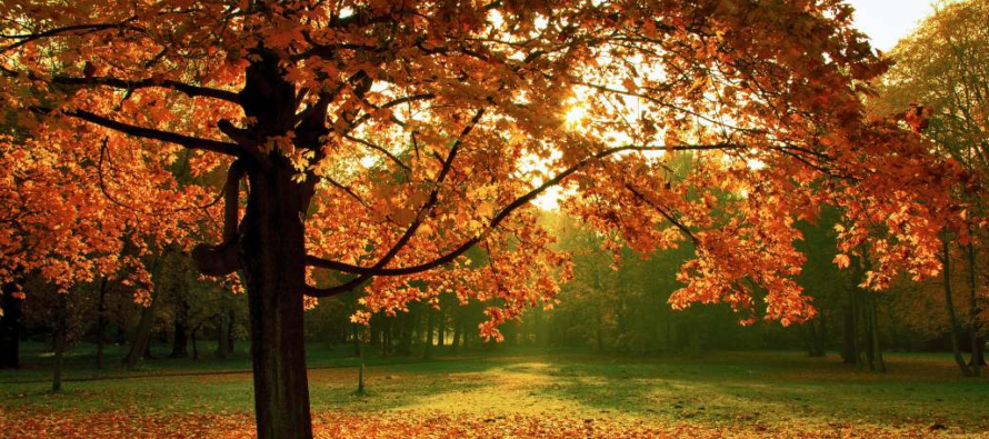 Los sentimientos son como hojas secas en una tarde de otoño. Pero qué bellas se...