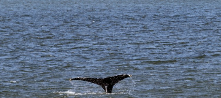 Brown y otros científicos dicen que la presencia de ballenas puede tomar por sorpresa a los...