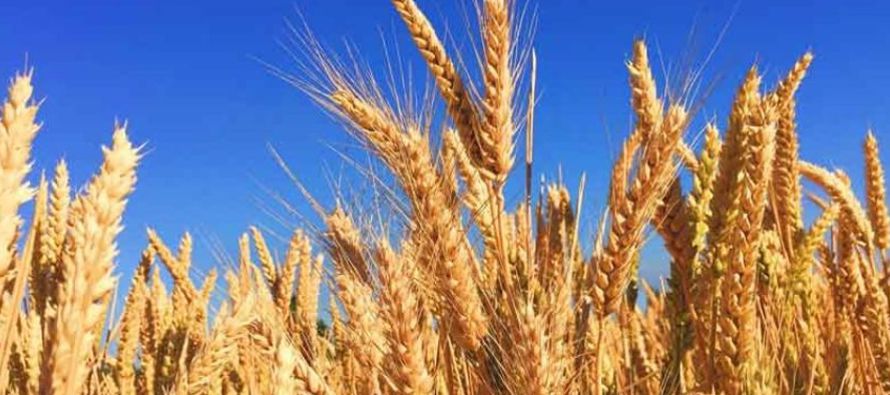 Ningún país todavía ha dado el visto bueno para la importación de trigo...