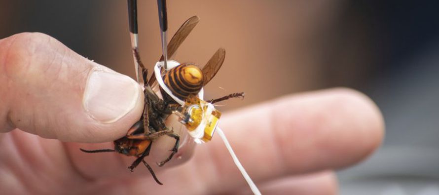 En el estado se han localizado un total de 18 avispones desde que se le vio al insecto por primera...