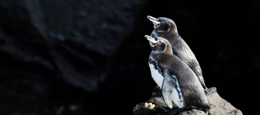 El pingüino de Galápagos es la única variedad que habita y anida sobre la...