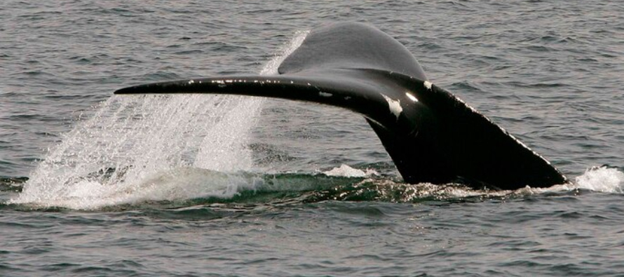 La población de las ballenas francas del Atlántico Norte se vio afectada durante la...