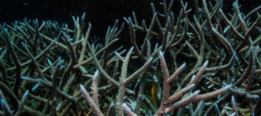 El progreso hacia la salvaguardia del arrecife en el marco de un plan de sostenibilidad a largo...