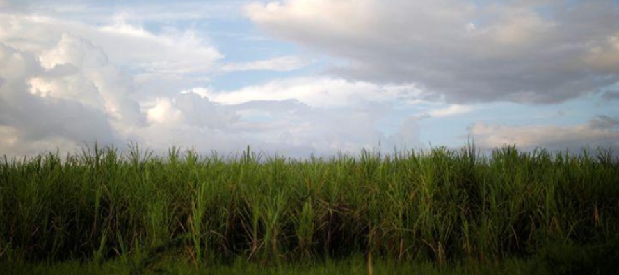La isla caribeña consume entre 600,000 y 700,000 toneladas métricas de azúcar...