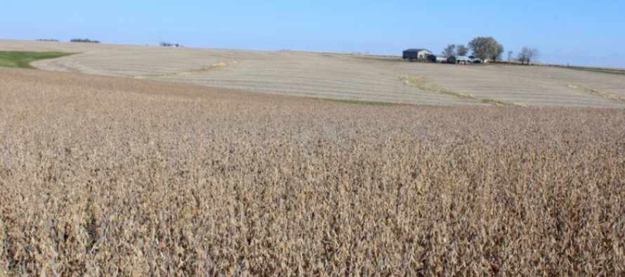 Por otra parte, la siembra de maíz ha cubierto hasta el momento el 55,4% de las 6,3 millones...
