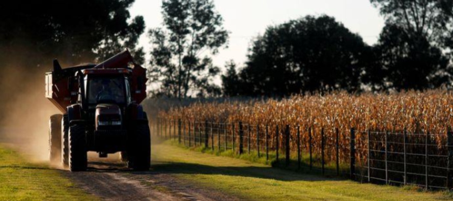 Argentina es el tercer exportador mundial de maíz y según datos oficiales entre enero...
