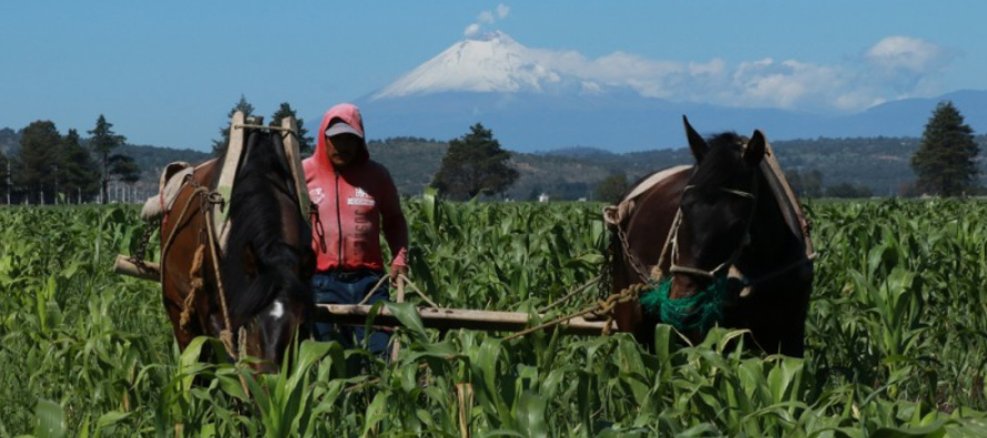 El comercio total agroalimentario entre México y el resto del mundo alcanzó los...