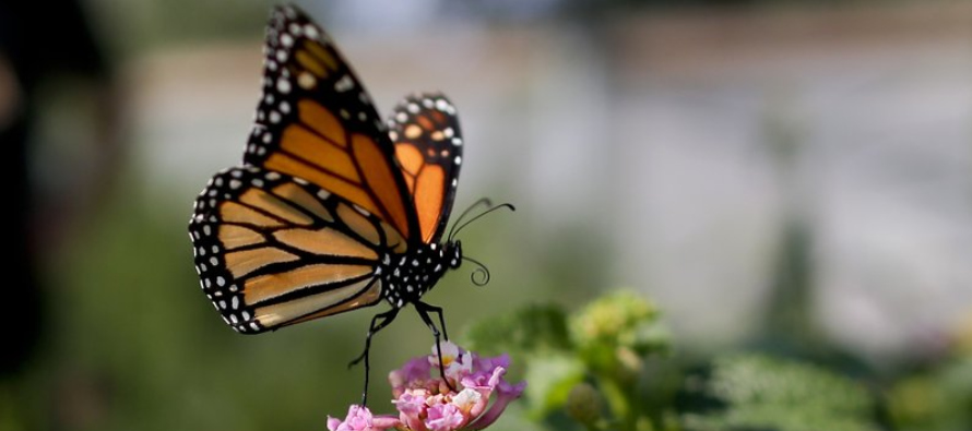 Las mariposas monarcas migran desde el norte hacia el sur de California todos los inviernos,...
