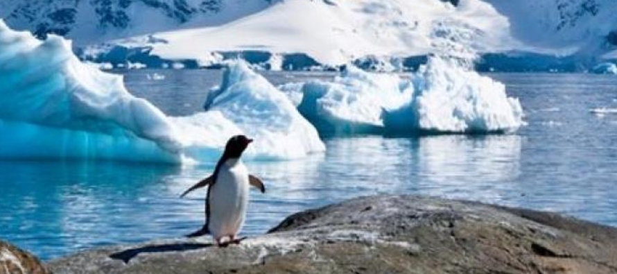 En general, dijo Wang, el volumen de hielo en la Antártida está disminuyendo. Pero un...