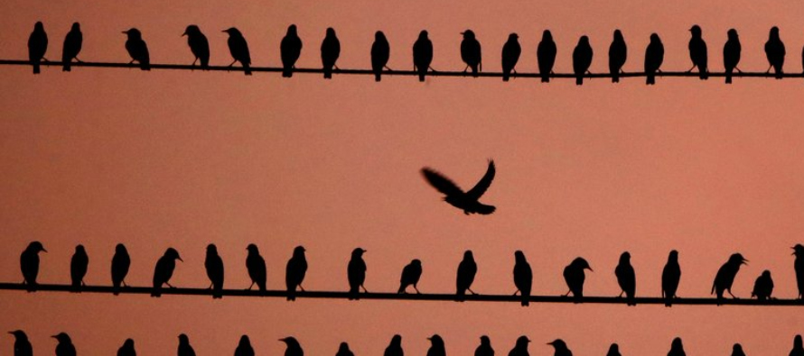 “La Ley del Tratado de Aves Migratorias es una ley ambiental fundamental para proteger las...